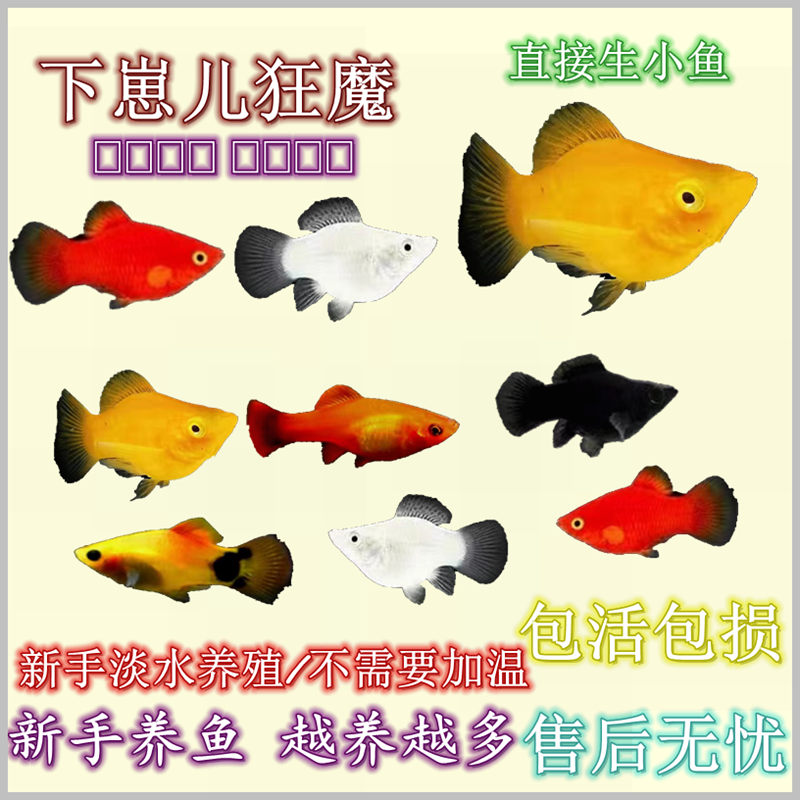 斑马鱼小型观赏胎生鱼皮球米奇鱼大肚子玛丽球便宜小鱼批发鹦鹉鱼