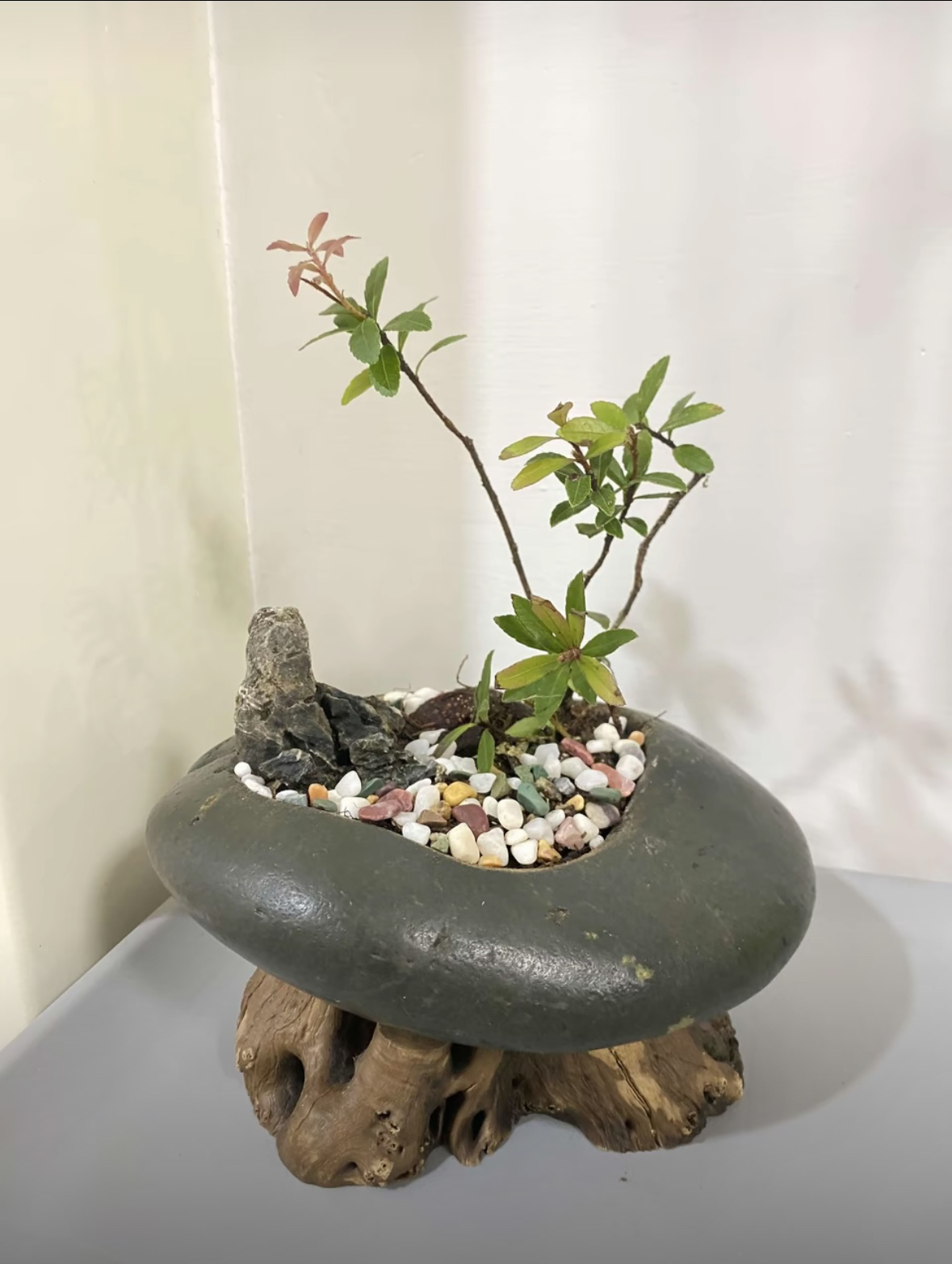 小叶五翅莓  15-150