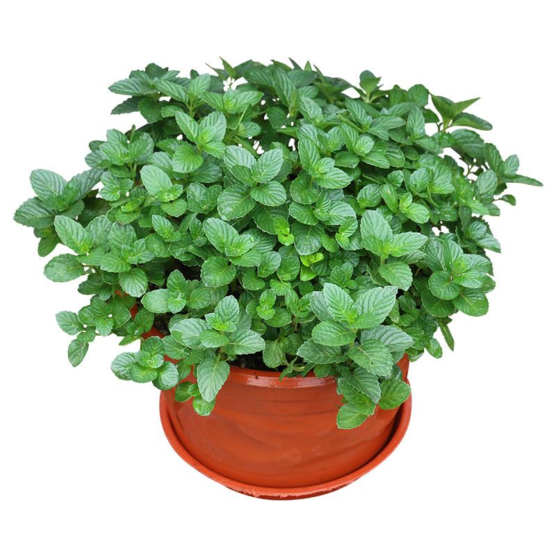 薄荷薄荷苗盆栽室内可食用指尖健身香草栀子花茉莉花新鲜花开半夏