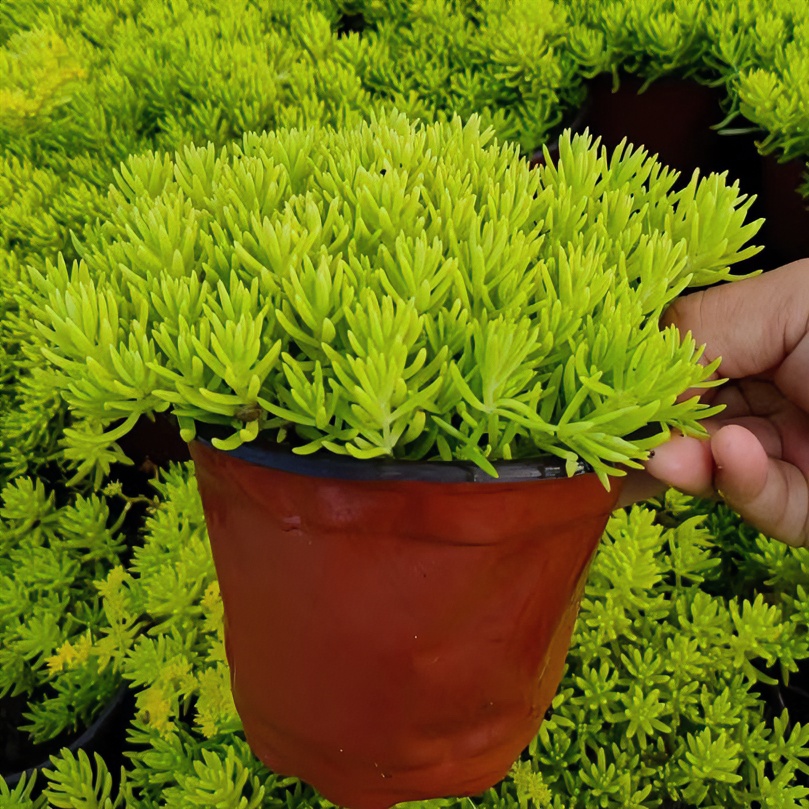 佛甲草黄金草阳台庭院花镜盆栽地载组合