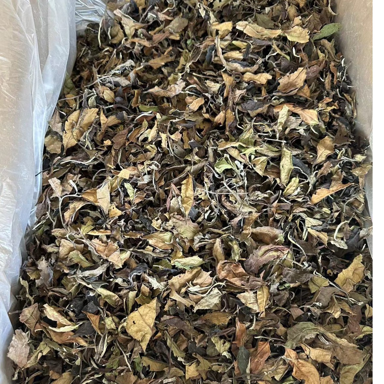 云南凤庆大树白茶贡眉