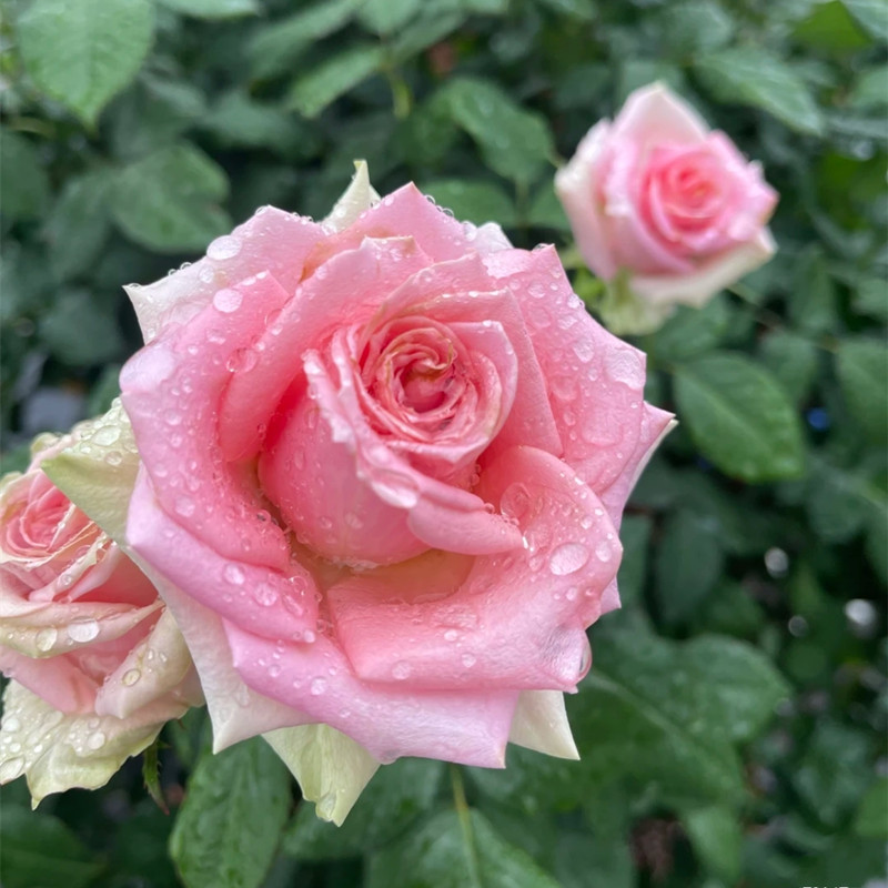 新星 切花玫瑰多头月季花苗阳台直立四季好养长势好花期久花卉