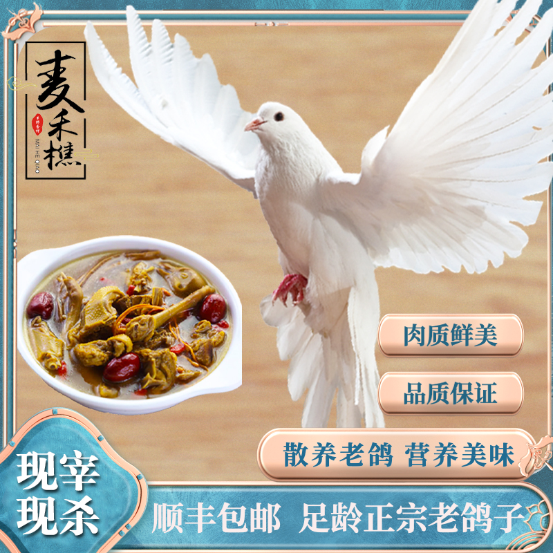 沂蒙山农家散养老鸽子 单只净重8-9两