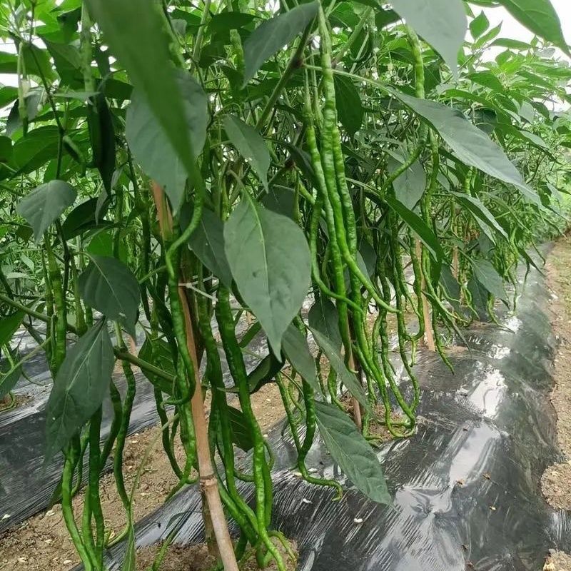 新鲜青椒皱皮辣椒包邮墨西哥正宗螺丝椒七彩椒七彩辣贵州小尖椒
