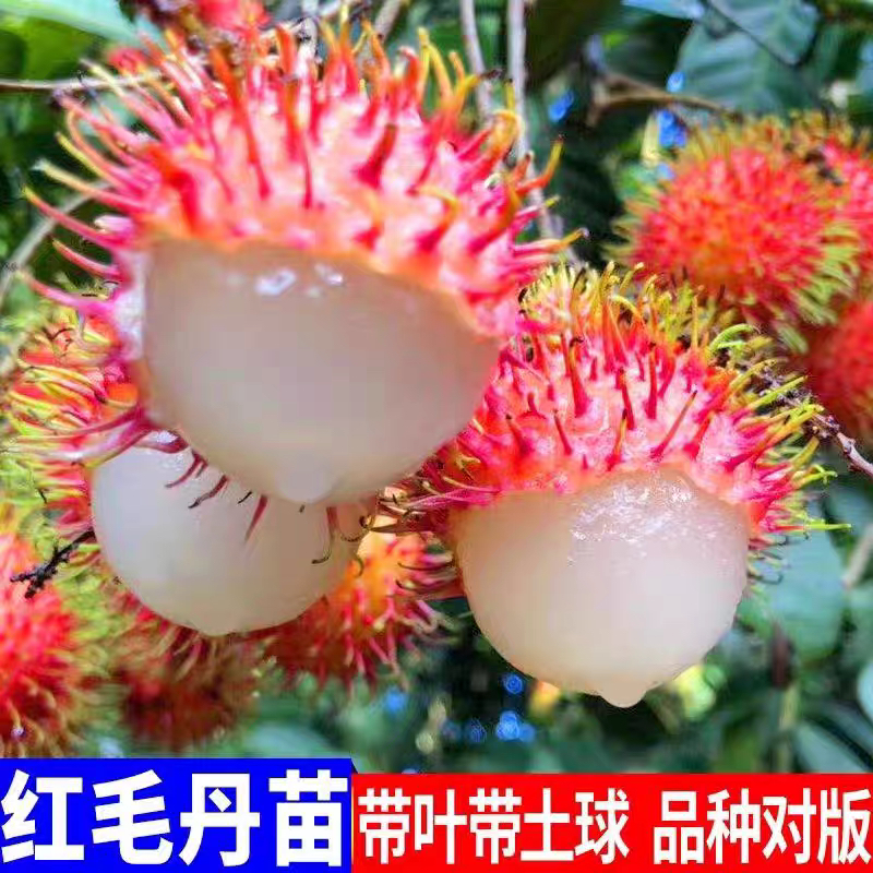 正宗红毛丹树苗保研7号红毛丹毛荔枝嫁接苗双季高产带土带叶
