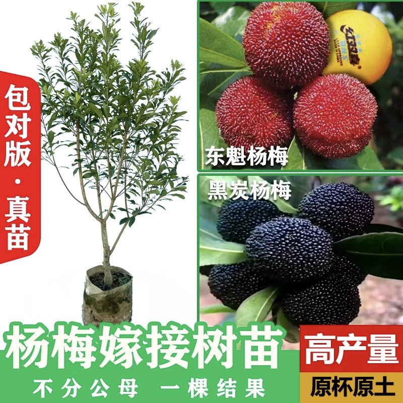 正宗杨梅树苗嫁接苗大果品种东魁黑炭早熟杨梅苗带营养杯原土带叶