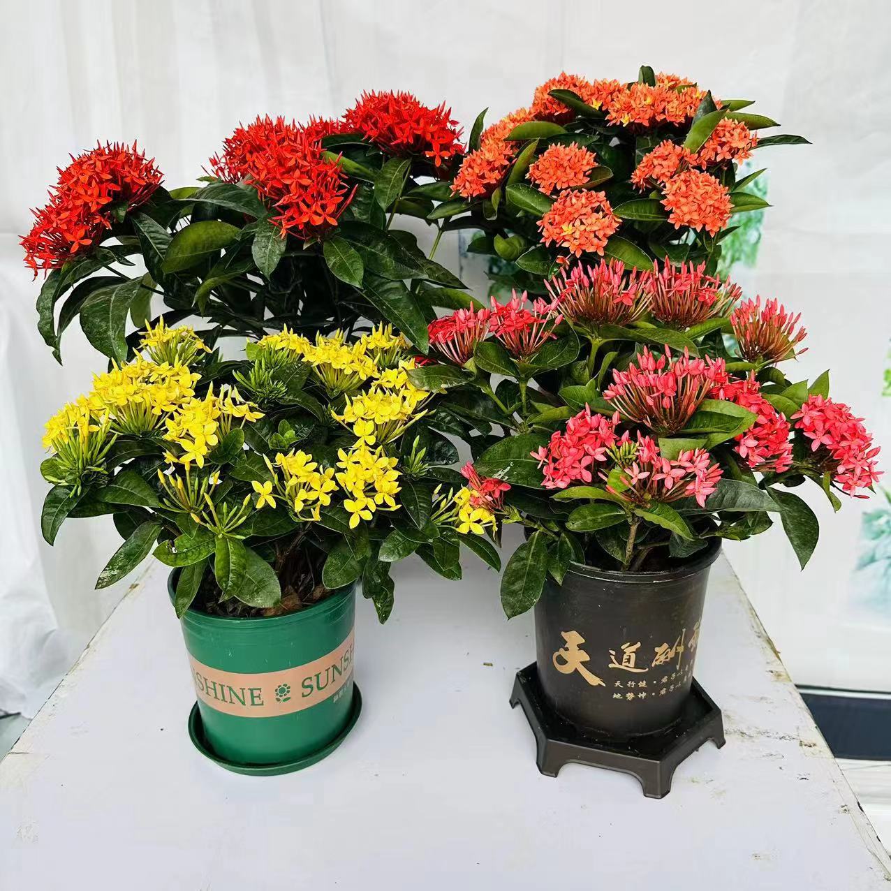 大叶龙船花水绣球绿植盆栽花苗四季开花庭院阳台多年生木本好养活