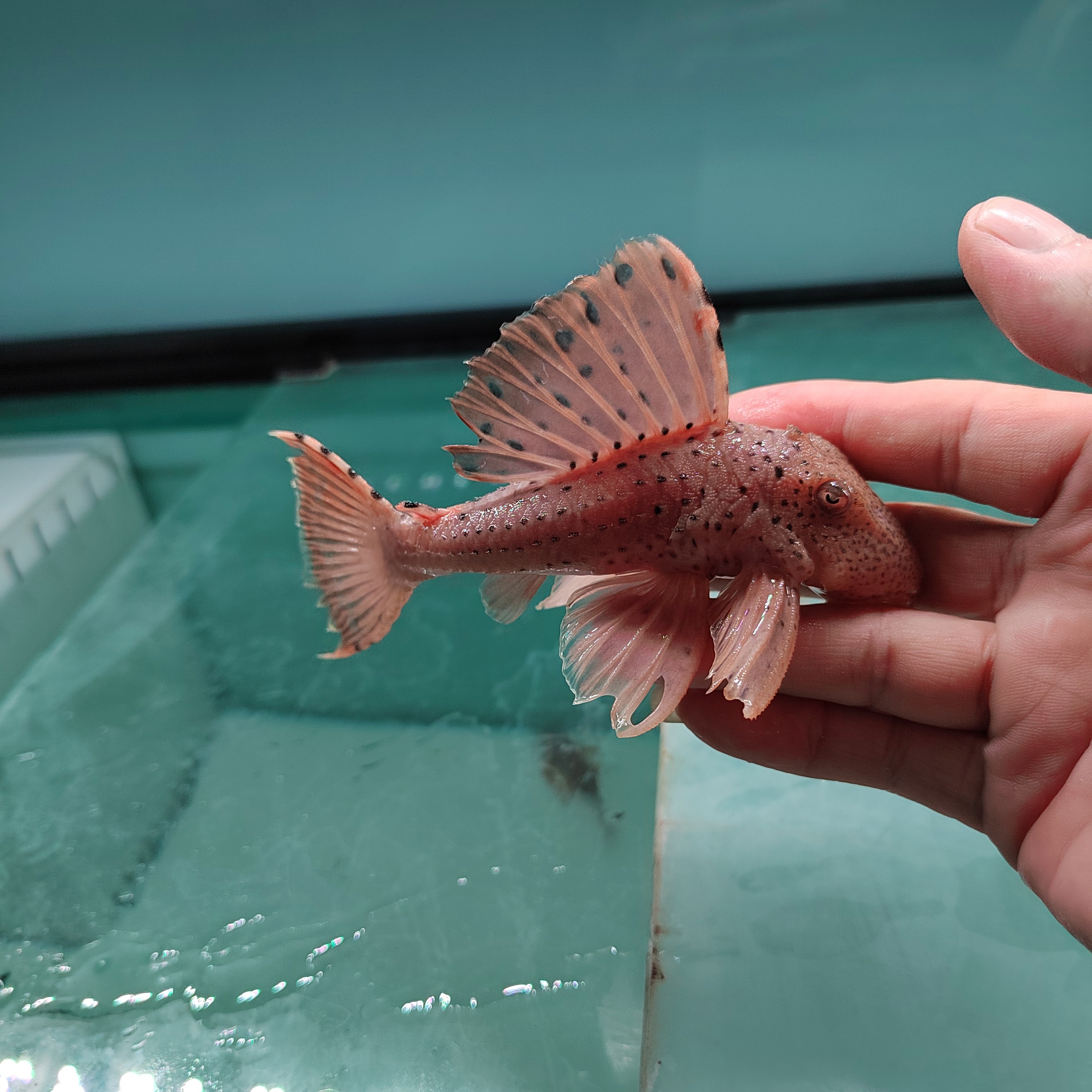 野生异形鱼坦克南集合观赏鱼饲养混养发货活体养殖