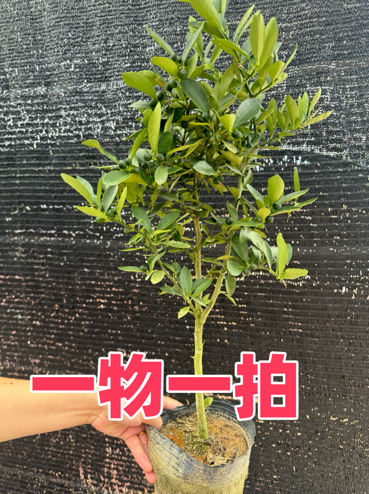 福豆 籽播苗同安大红果庭院阳台小绿植