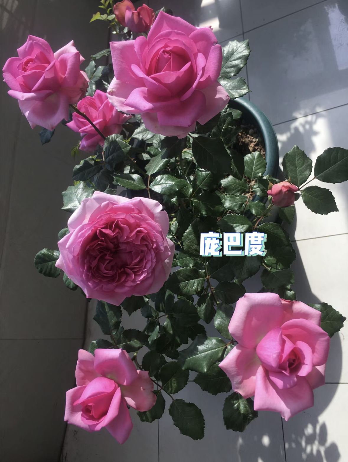 【庞巴度】 浓香大花月季玫瑰盆栽 独颗扦插露天苗 四季开花 多年生