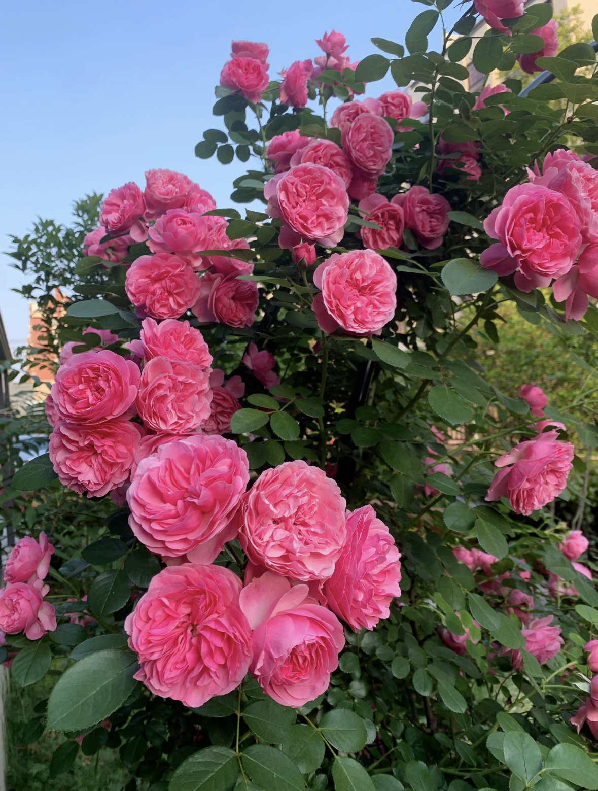 【粉色达芬奇】多头开花机器藤本月季玫瑰盆栽 独颗扦插露天大苗 