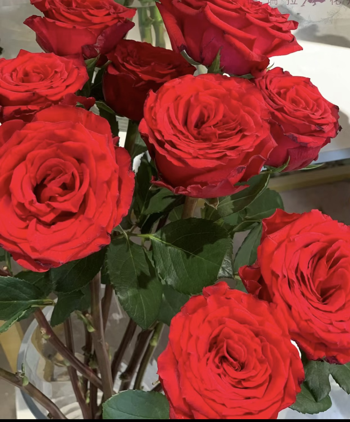 珍爱  切花玫瑰月季 酒杯装波浪边独颗扦插露天苗 四季开花多年生