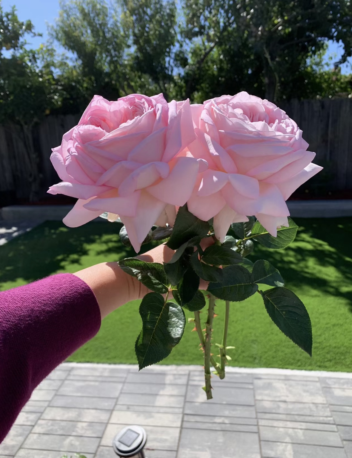 【天赐恩宠】特大花浓香切花月季玫瑰盆栽 稀有独颗扦插露天大苗 