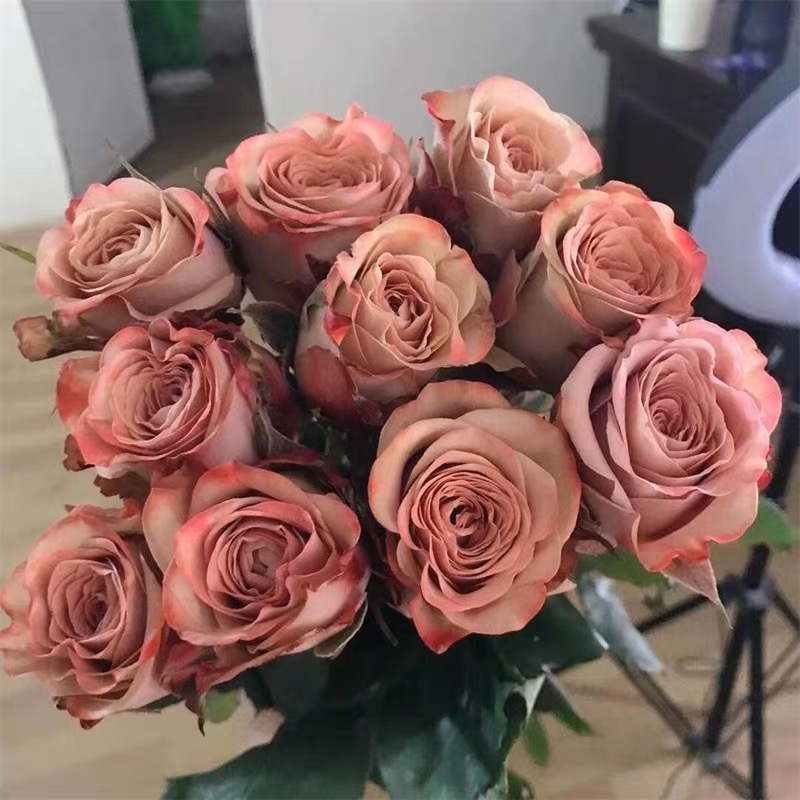 卡布奇诺月季 净化空气 肯尼亚玫瑰月季花苗 新品种复古大花