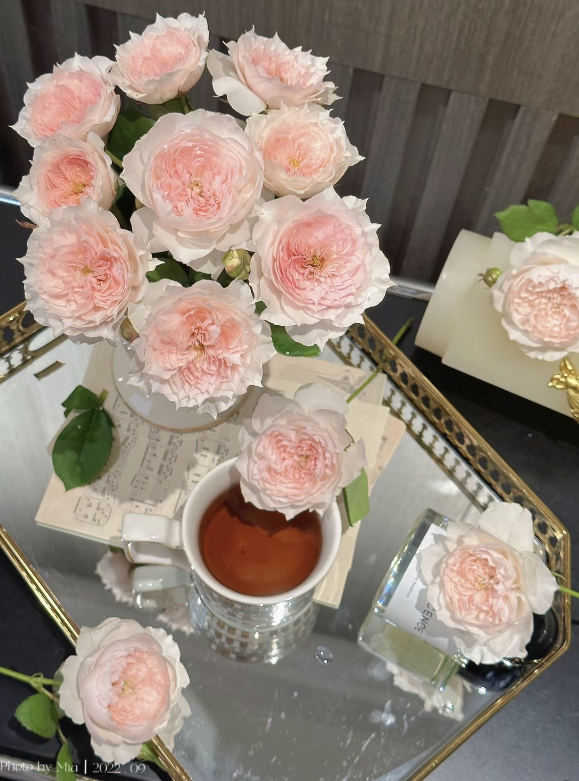 【家书】浓香大花月季玫瑰盆栽 独颗扦插露天大苗 四季开花多年生