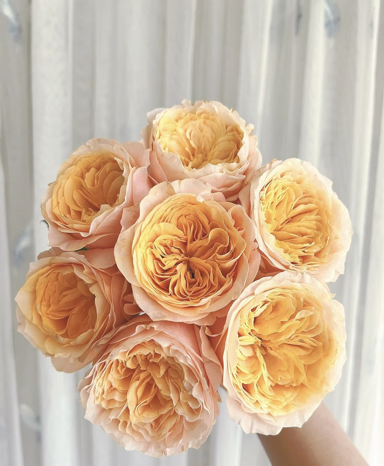 【入梦】大花浓香稀有品种月季玫瑰盆栽 独颗扦插露天大苗 四季开花