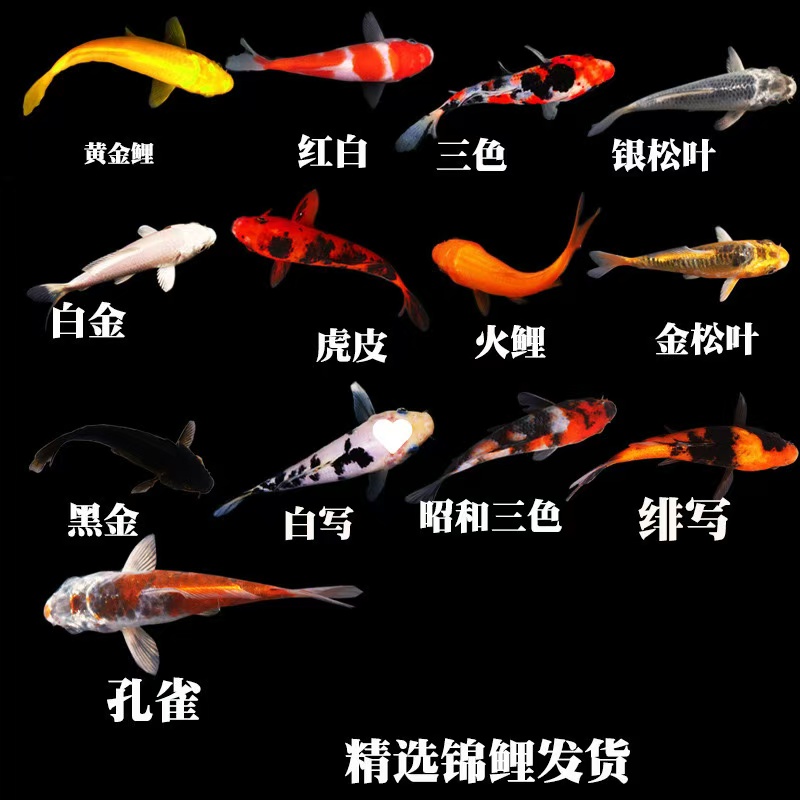 【9-11厘米20条】血统锦鲤冷水鱼养殖观赏鱼淡水鱼新手好养耐活活鱼