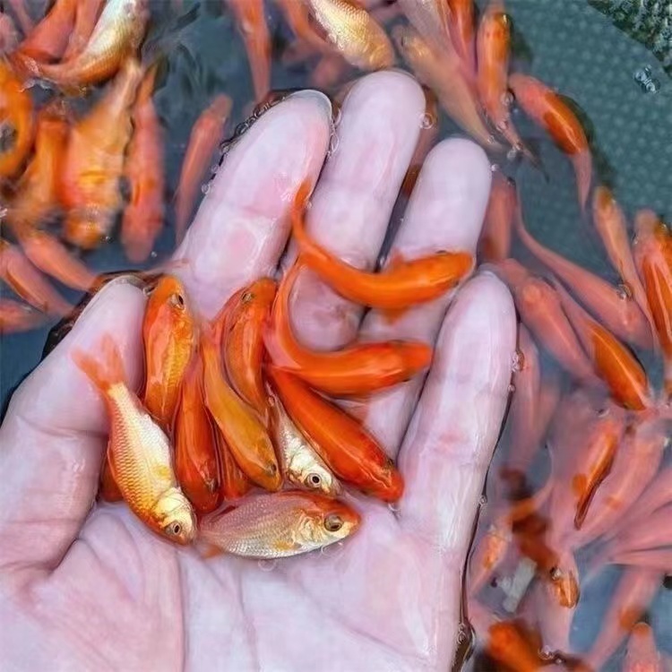 3-5厘米45尾 冷水多彩混色火焰红金鱼观赏鱼新手好养耐活渔场直发