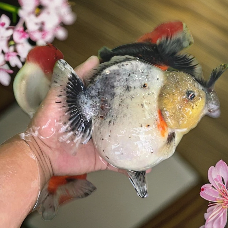 高品质淡水将军泰狮