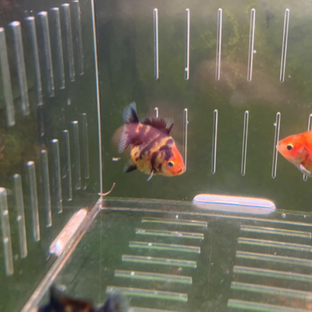 将军短尾苗 三彩虎纹6公分左右