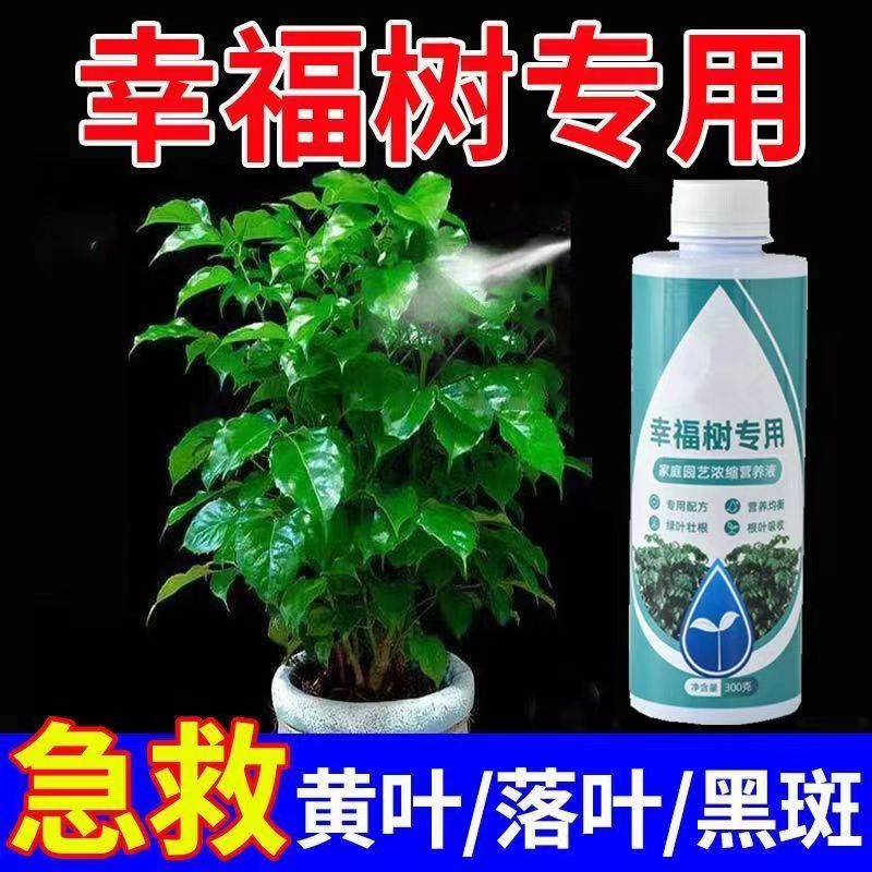 幸福树专用肥营养液室内盆栽绿植防黄叶掉叶植物通用液体水溶肥料