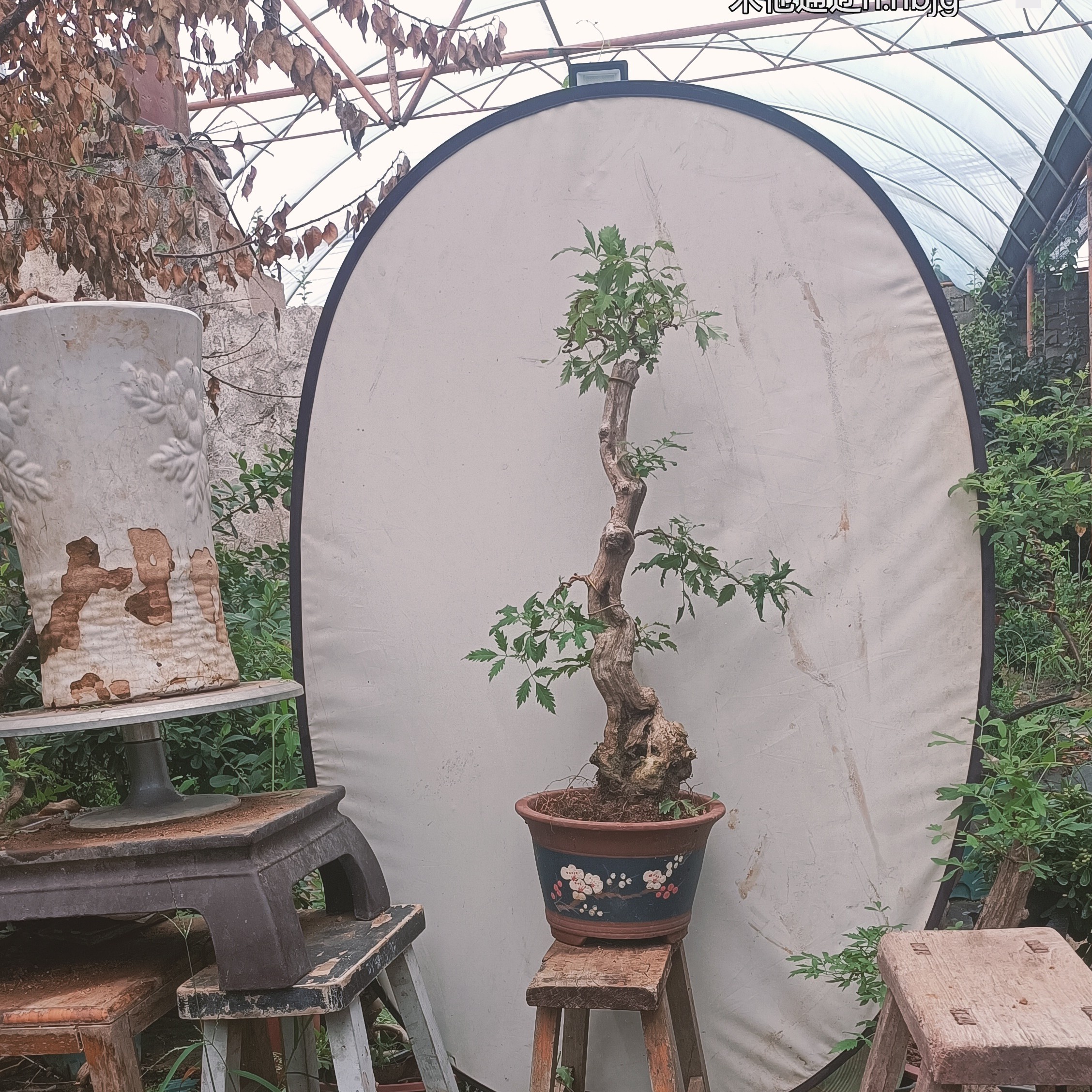 【黄荆树】黄荆盆景庭院绿化室内沂蒙山黄荆老桩荆棵崖荆盆景素材