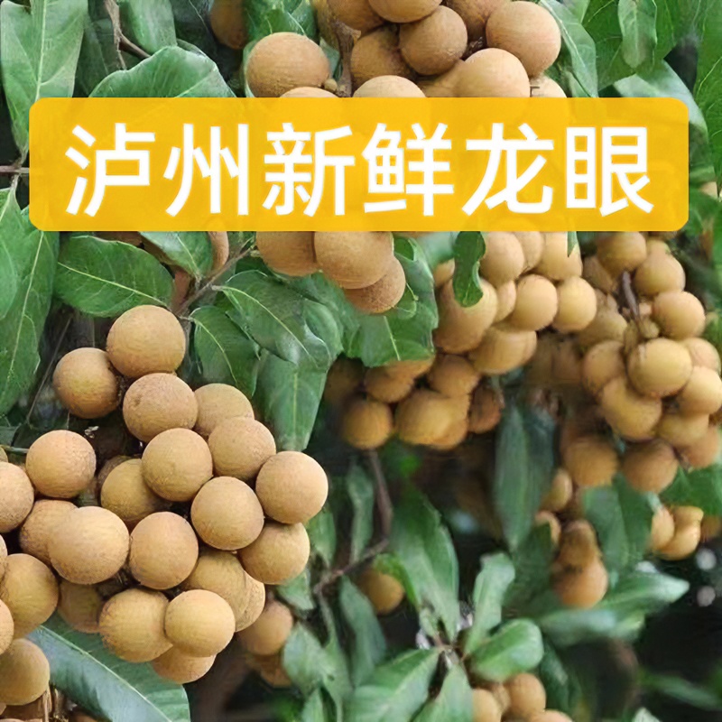 现摘新鲜龙眼当季水果石硖储良桂圆爆甜5斤装大果