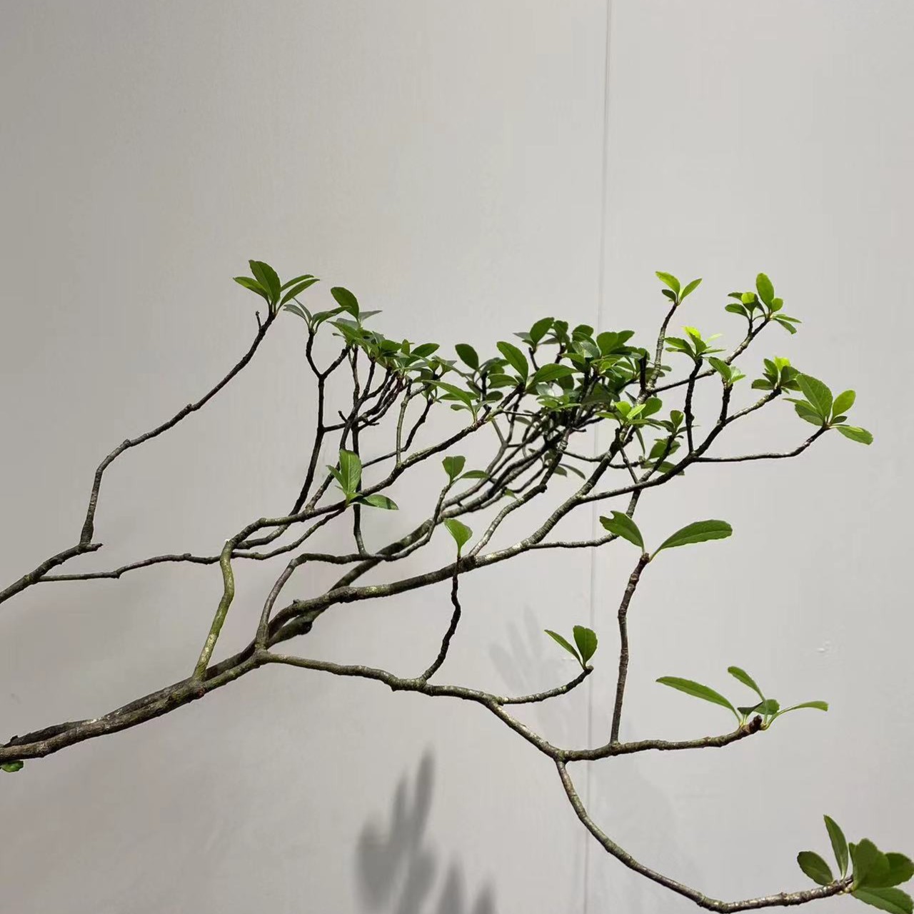 一物一拍  海岛春花  桅子花海岛桩盆景