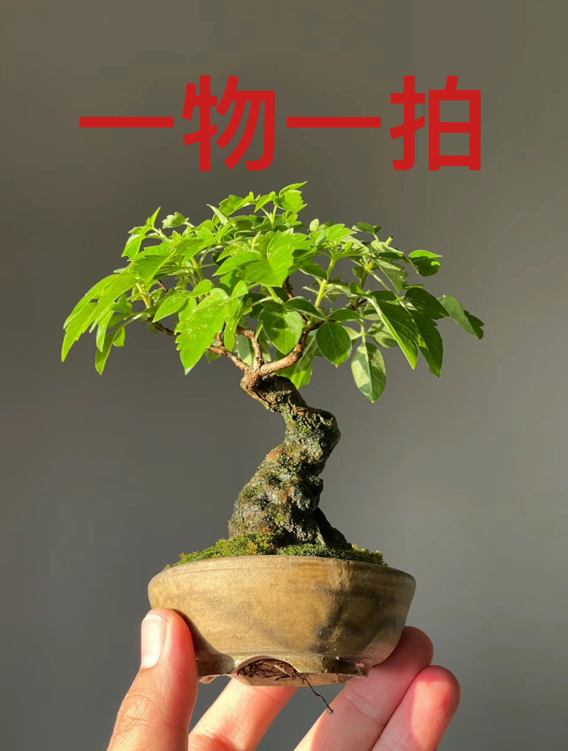 【黄荆盆景】一物一拍  土培土养 造型美观 私拍随机发货哦
