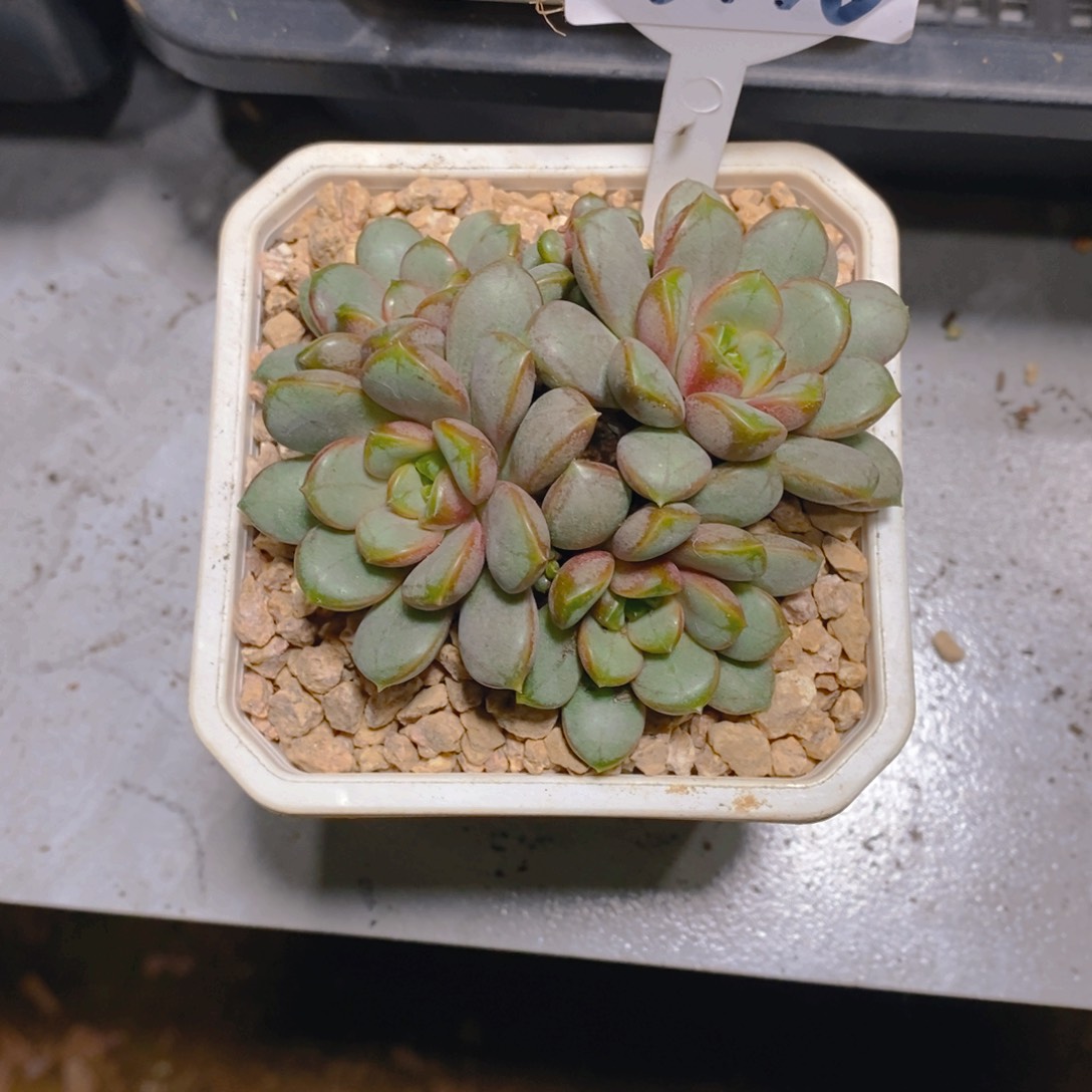 晴***号葡萄群生多肉植物