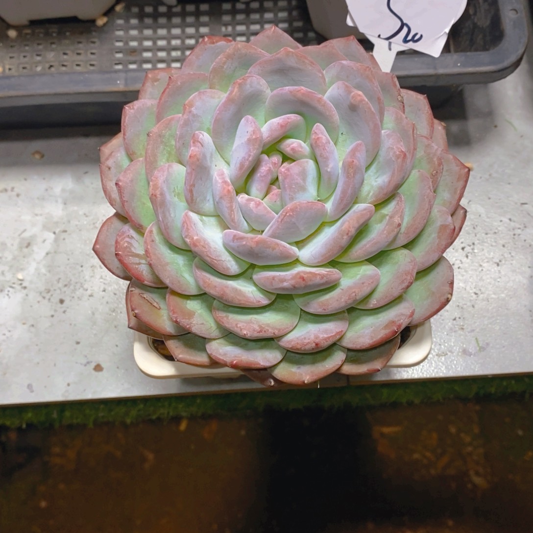 刘*莎梦露大单头多肉植物
