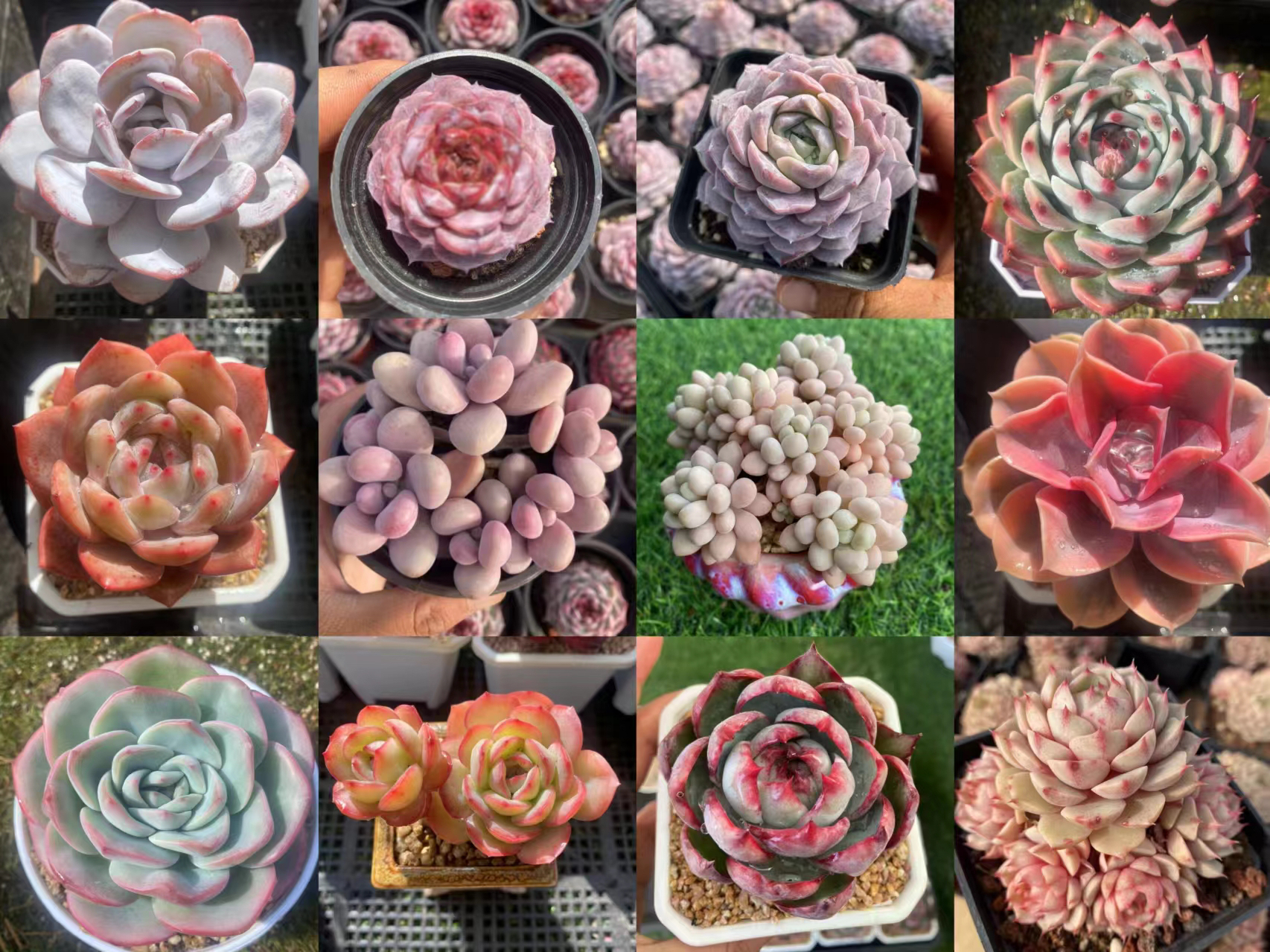 3号链接一物一拍多肉植物阳台办公室绿植盆栽满18包邮