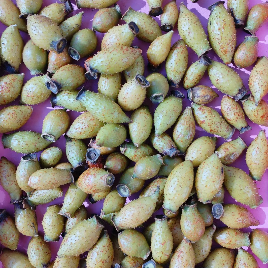 乡村采摘野生金樱子