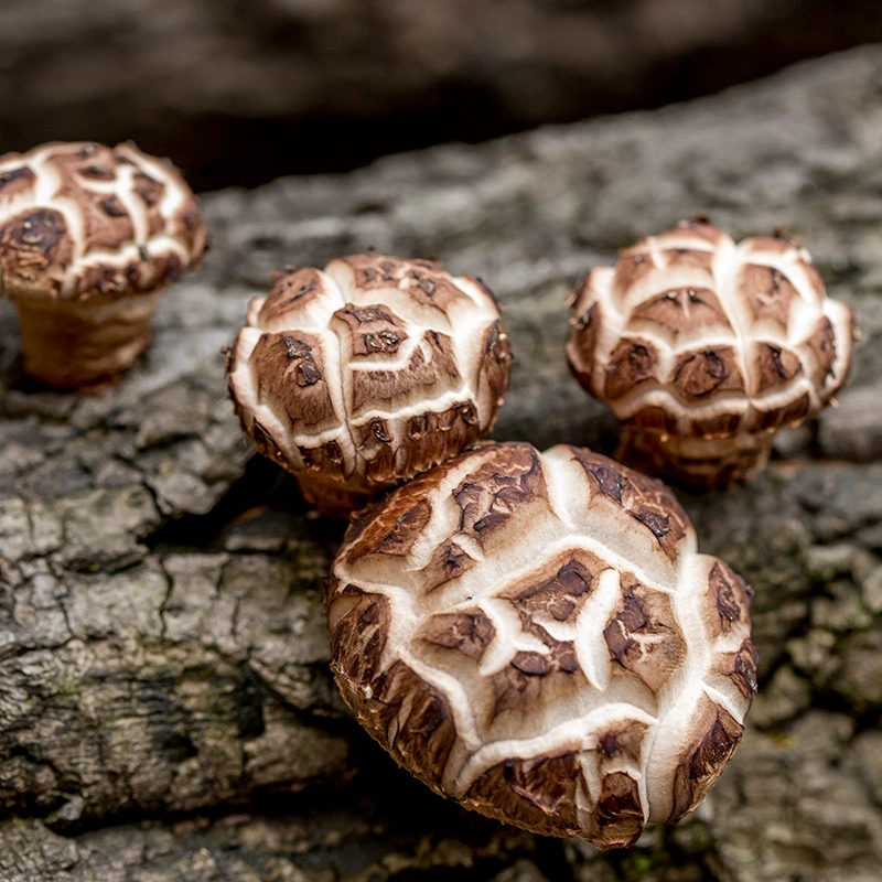 湖北南漳板桥高山香菇一斤农家优质大花菇干货包邮