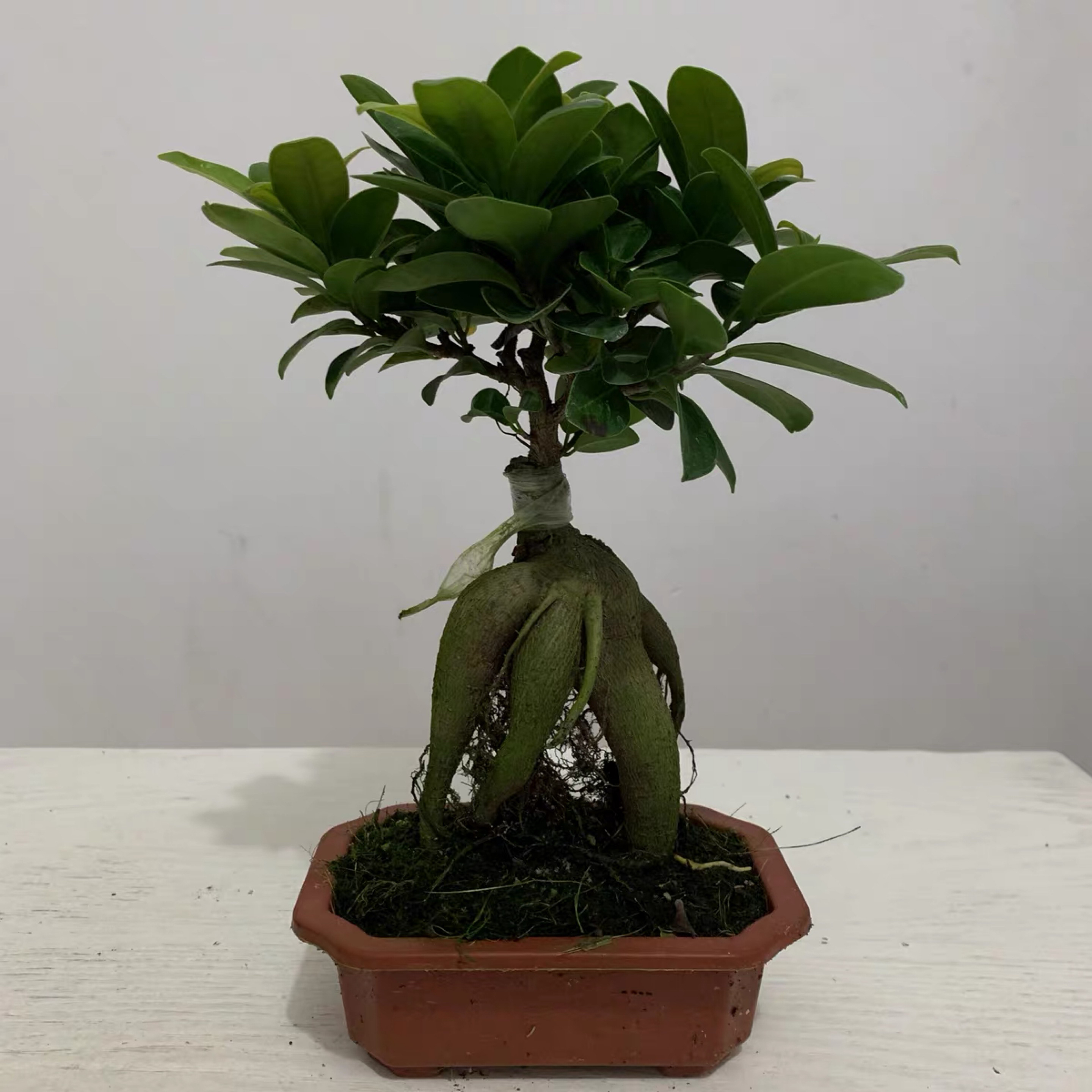 地瓜榕树四季常青好养金钱榕树造型怪根人参榕阳台室内盆景绿植花