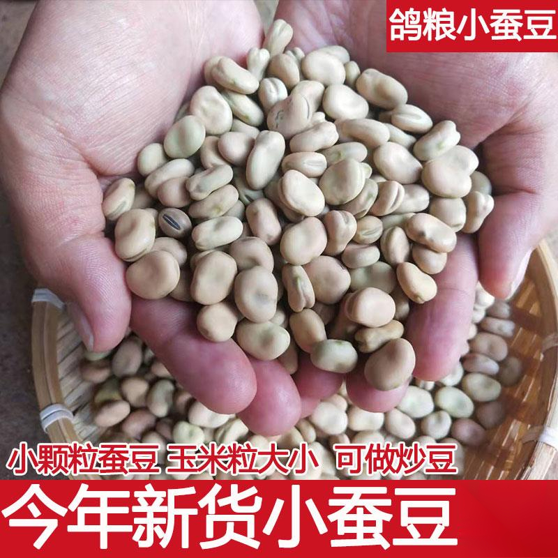 云南新鲜干蚕豆农家新货散装五斤生的白皮胡豆罗汉豆小颗粒做葱1g