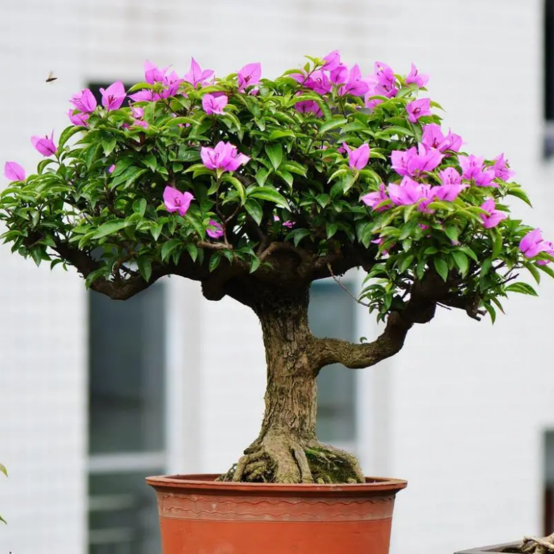 云南三角梅老桩（直播一物一拍）可嫁接任何色彩三角梅品种裸根植物