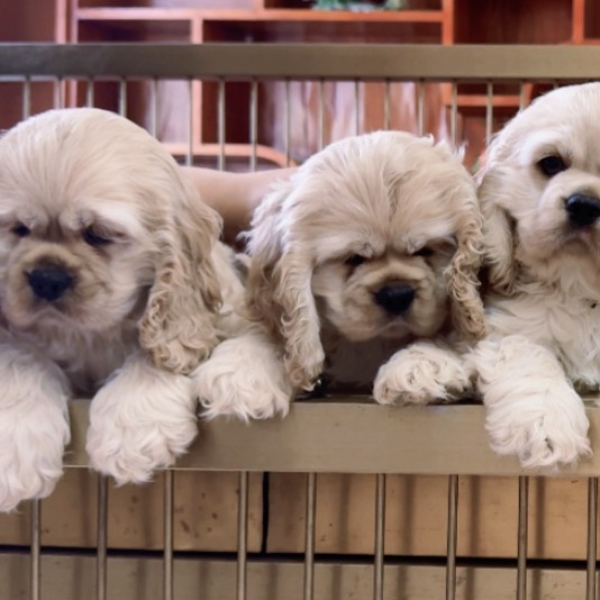 京秦犬业美国可卡犬麦色美卡犬活体奶白色美卡幼犬迪士尼小狗出售