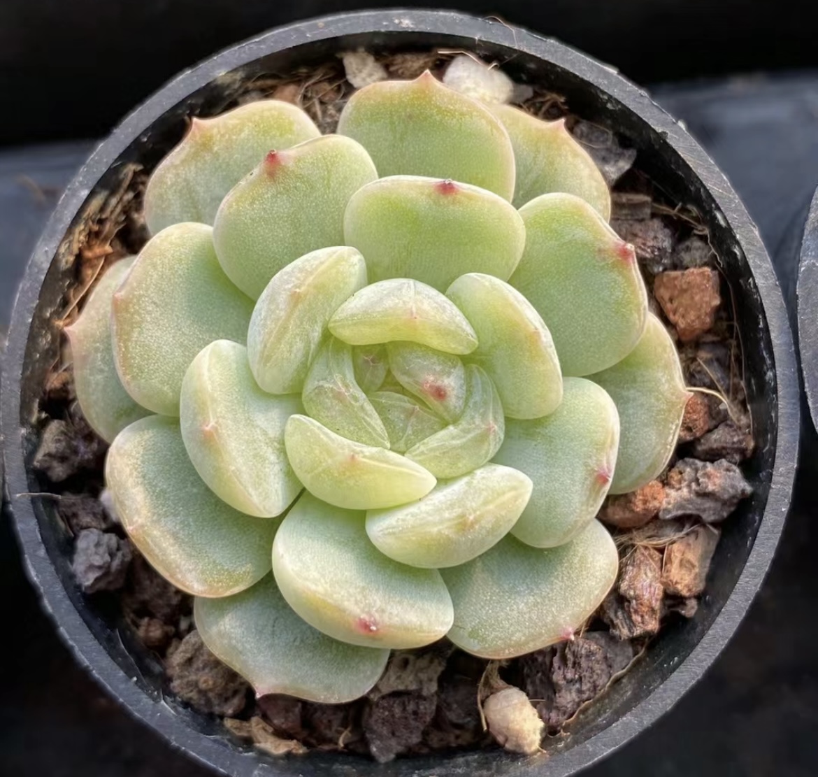 大孔白色恋人拍一发五 精品多肉 