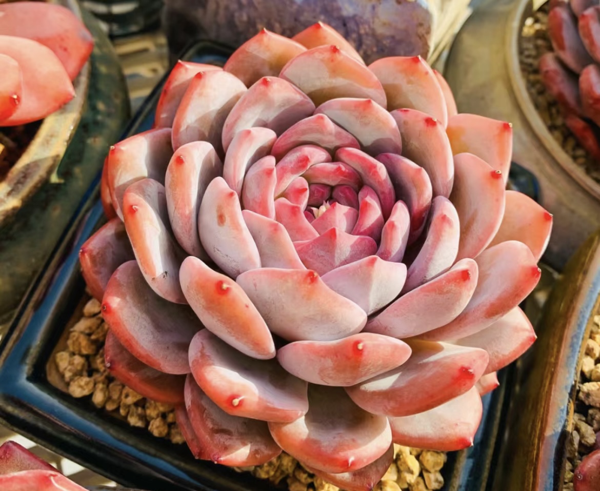 九厘米福利梦露多肉 （直播间展示为准）