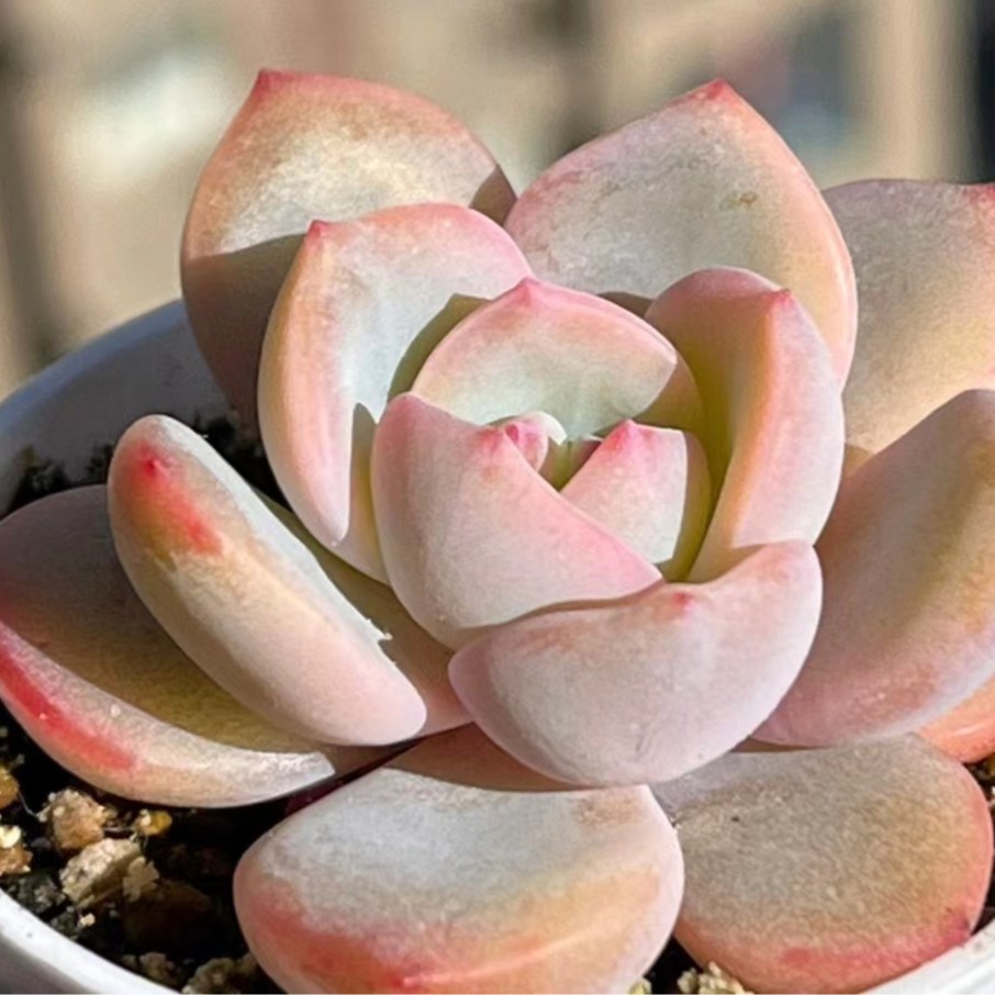  冷香精品多肉（ 以直播间为准）