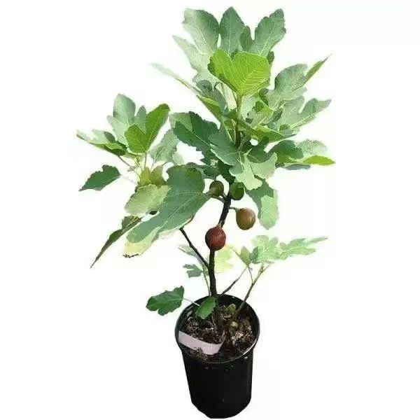 直播间链接【一物一拍】各种花卉盆景嫁接批发零售链接观赏植物