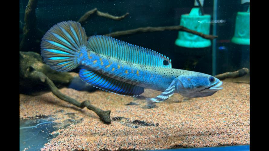 幻红雷龙 凶猛淡水鱼