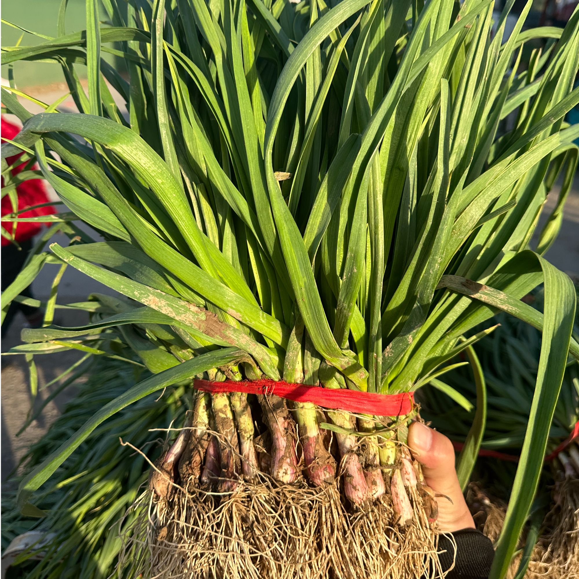 【顺丰快递】苏北蒜苗新鲜现挖蒜苗农家蔬菜苗新鲜红根蒜苗3斤5斤