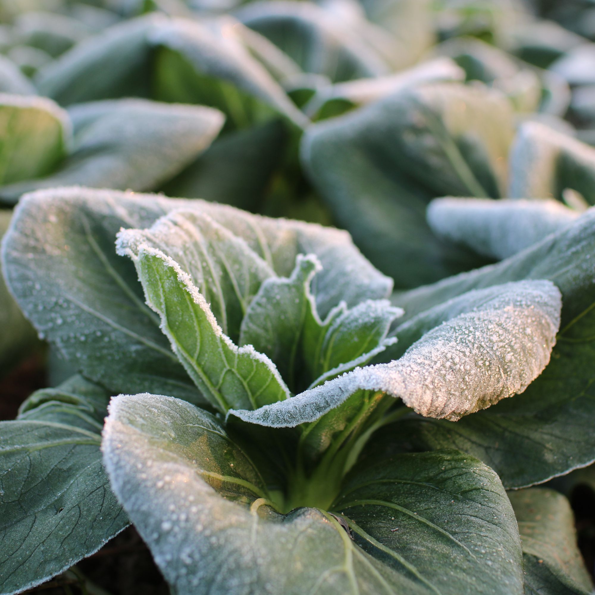 自然农法种植青菜湖北发货3斤包邮