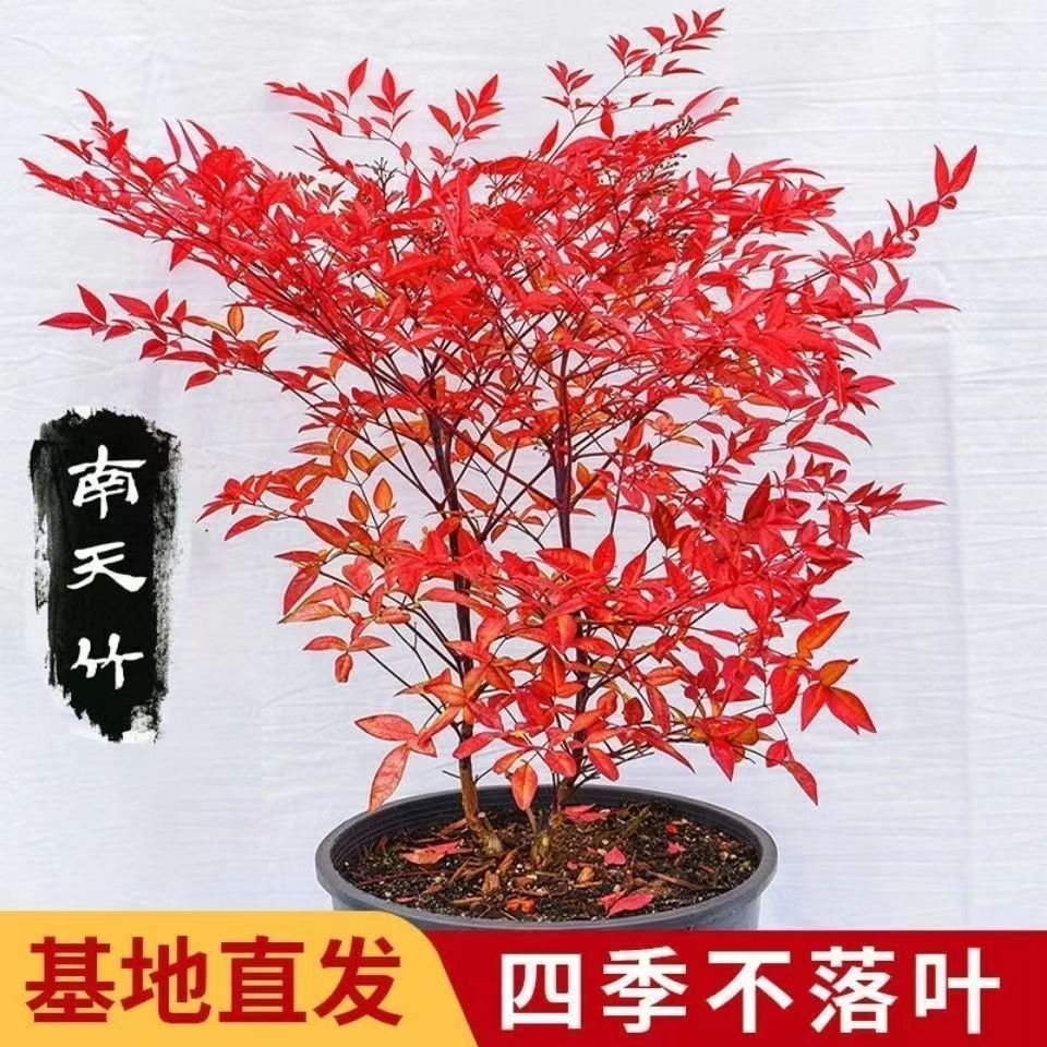 南天竹树苗红天竺盆栽苗火焰红叶植物观叶庭院耐寒绿化风景树种植