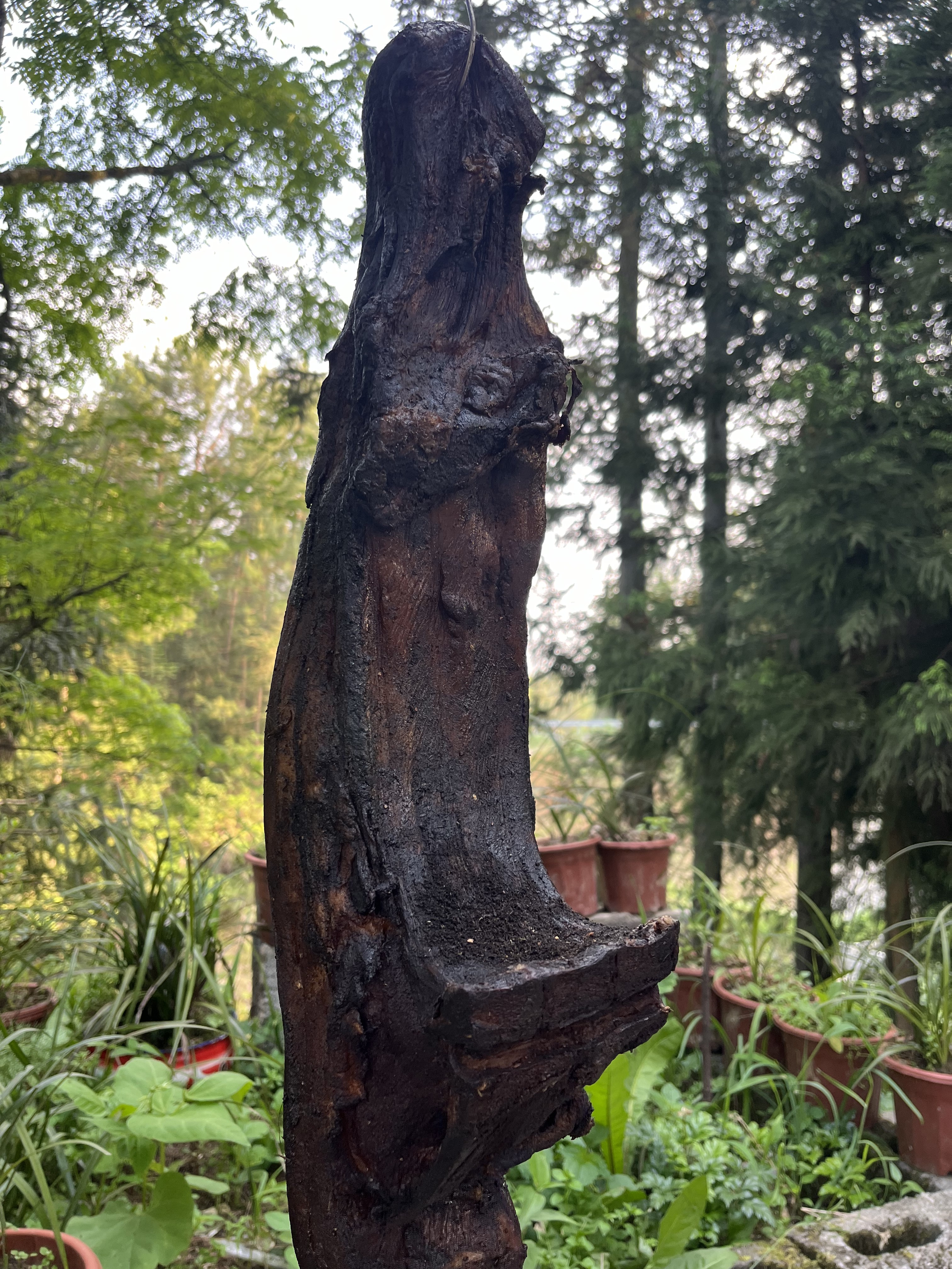 【直播间现场称重】烟熏五花腊肉1-20斤一称一价