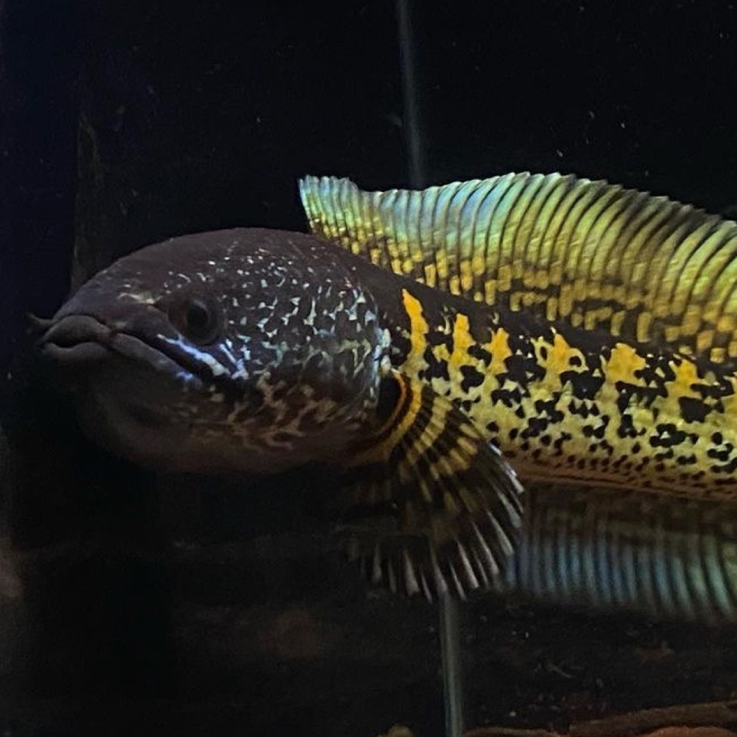 印度野生眼镜蛇雷龙