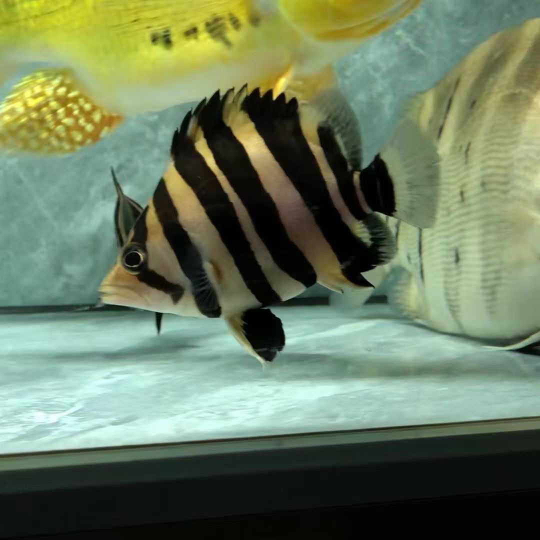 印尼苏门答腊虎鱼四纹虎三纹虎活体虎鱼观赏鱼