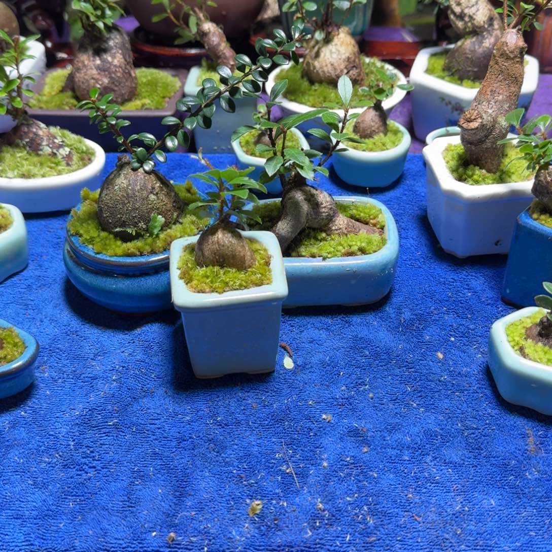 温**初让他体验一回哦哦哦哦